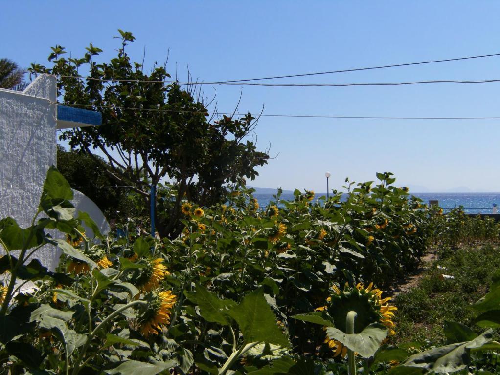 Eleni Studios Kos-stad Buitenkant foto