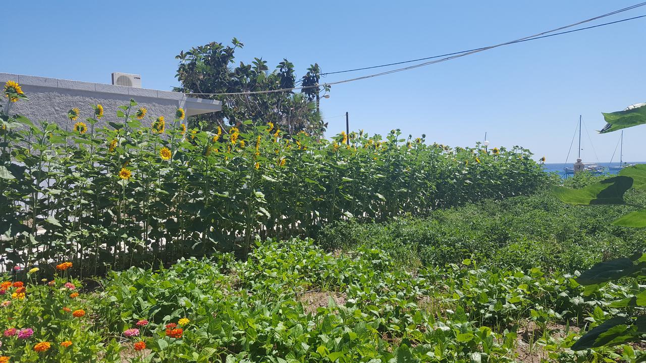 Eleni Studios Kos-stad Buitenkant foto