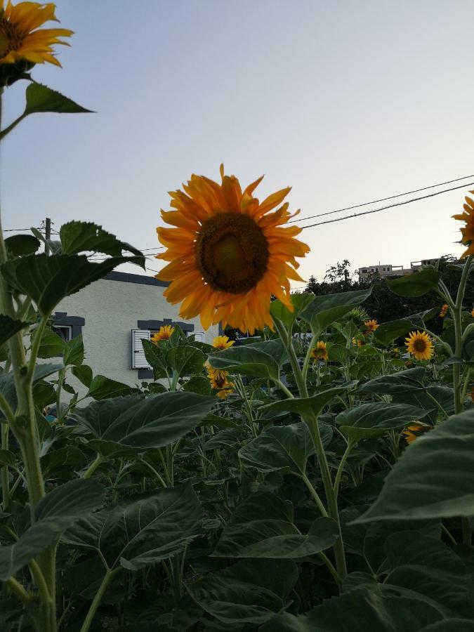 Eleni Studios Kos-stad Buitenkant foto