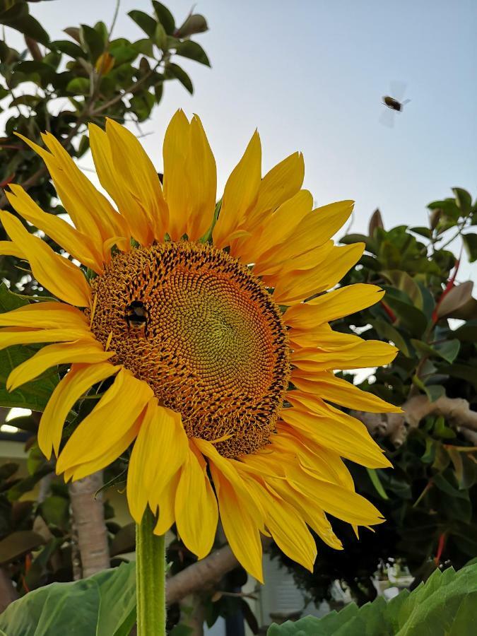 Eleni Studios Kos-stad Buitenkant foto